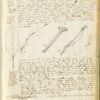 Bonpland, Aimé (1773-1858) ; Humboldt, Alexander von (1769-1859), [Journal botanique du voyage de Humboldt et Bonpland], XIXe siècle. Manuscrit. Muséum national d’histoire naturelle, Ms 53