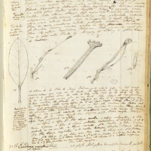 Bonpland, Aimé (1773-1858) ; Humboldt, Alexander von (1769-1859), [Journal botanique du voyage de Humboldt et Bonpland], XIXe siècle. Manuscrit. Muséum national d’histoire naturelle, Ms 53